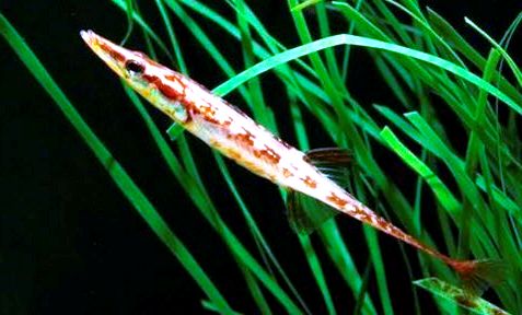 Spinachia spinachia_05.jpg